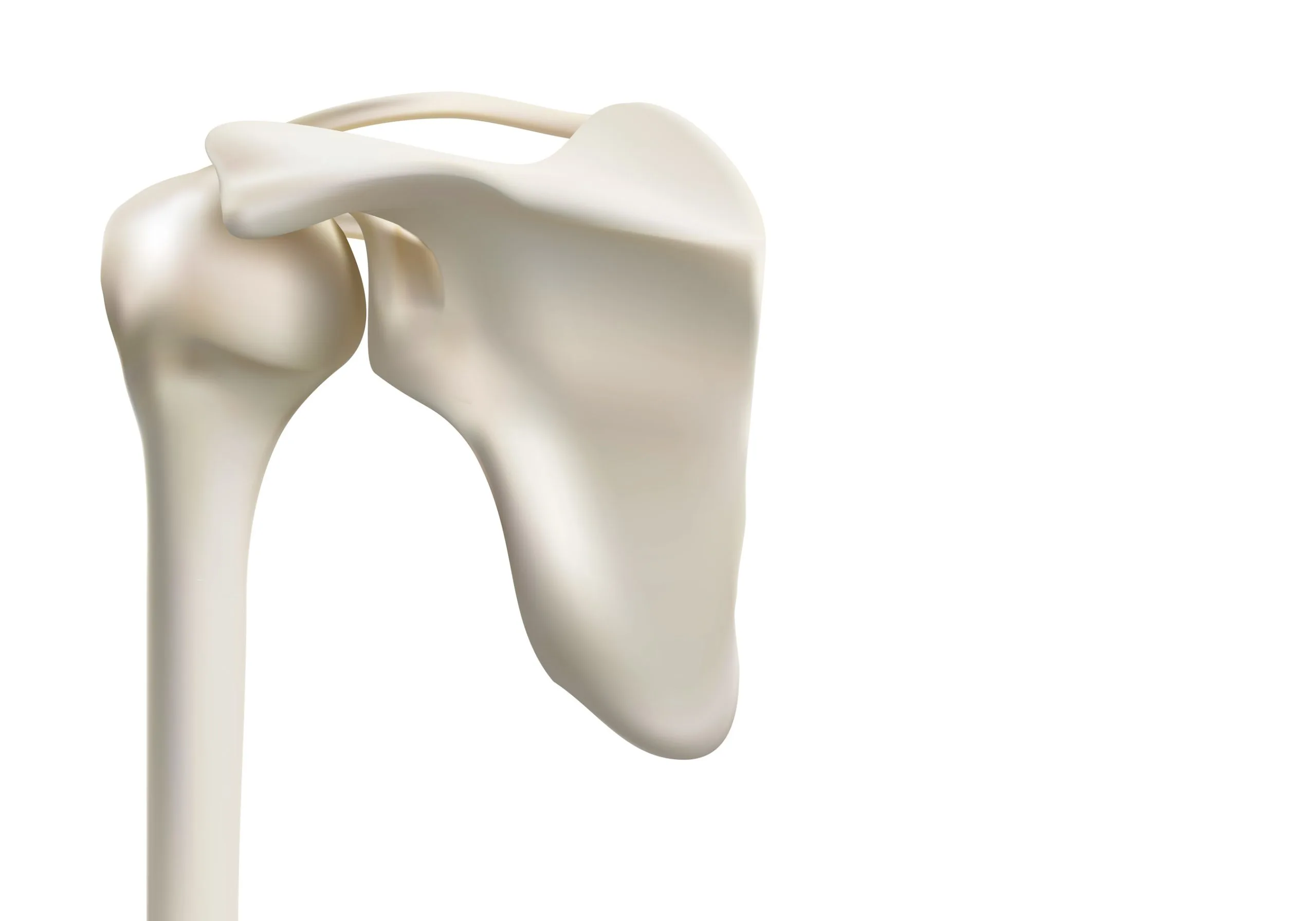 Comprehensive Guide to Shoulder Replacement Surgery: From Procedure to Recovery